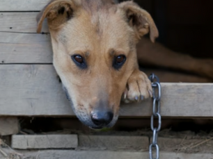 Lei que proíbe animais acorrentados no Estado de SP é sancionada