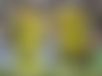 Sensação do Brasileirão, Mirassol busca competição internacional