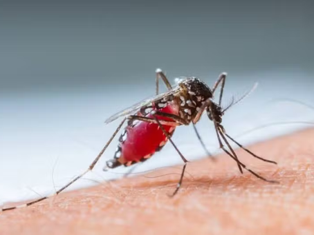 Anvisa e Ministério da Saúde negociam autoteste para dengue