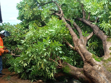 Goiânia: Comurg registra queda de 163 árvores em apenas um mês durante período de chuva