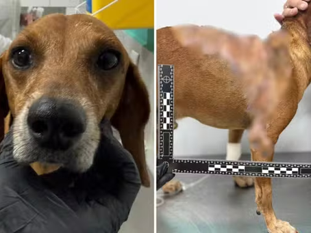 Moradora que atacou cachorro com líquido quente é indiciada por maus-tratos