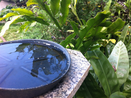 SES-GO orienta vistorias semanais em residências contra o Aedes aegypti