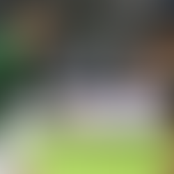 Palmeiras busca vaga nas quartas e recuperação contra o Cerro Porteño