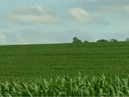 Homem morre após ser picado por cobra em lavoura de milho de Rio Verde