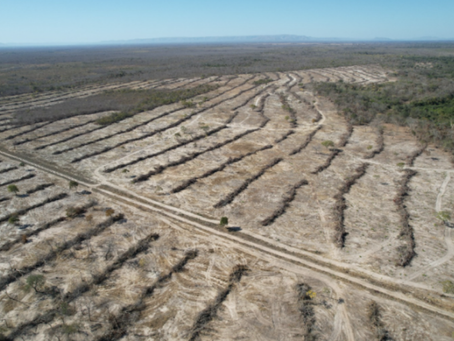 Semad flagra 365 hectares de desmatamento e evita destruição de outros 1,7 mil em Flores