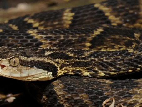 Goiás registra quatro mortes e 584 acidentes com cobras em apenas quatro meses