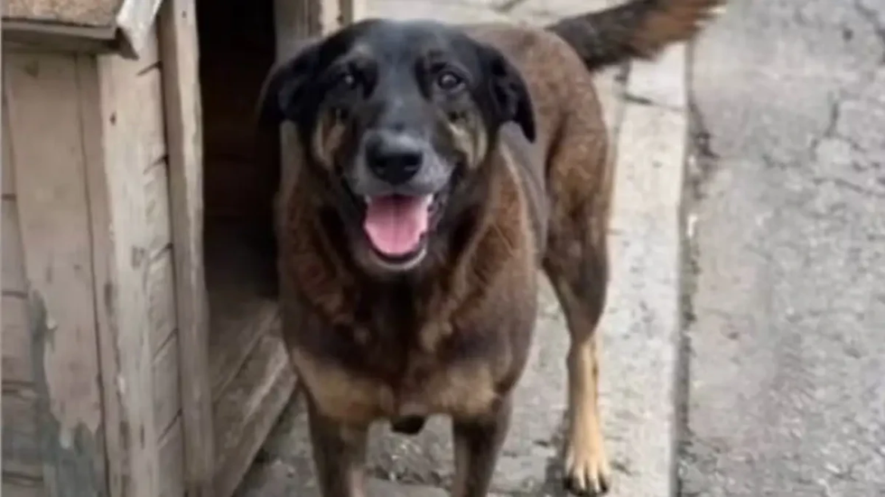 Ministério Público pode pedir exumação do corpo do cão Orelha