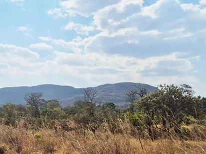 Goiás prorroga prazo de inscrições do Cerrado em Pé para 14 municípios