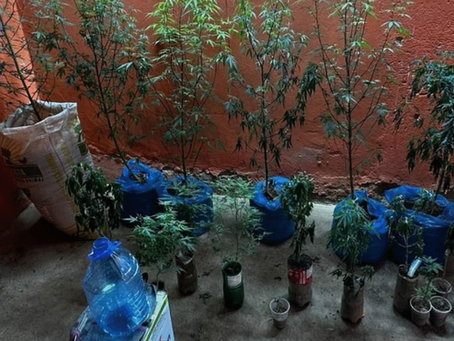 Estufa de maconha com sistema de iluminação e ventilação é encontrada em Uruana