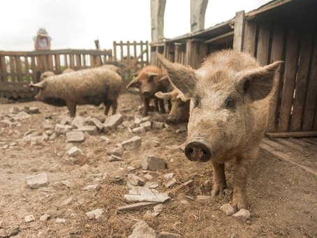 PC investiga corpo encontrado supostamente devorado por porcos em Cachoeira Alta