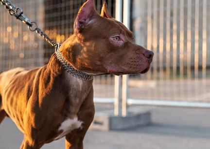 Família passa a noite dentro de carro após mulher ser atacada pelo próprio cachorro em Mineiros