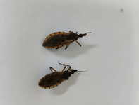 Goiânia identifica 29 barbeiros e alerta para prevenção à doença de Chagas