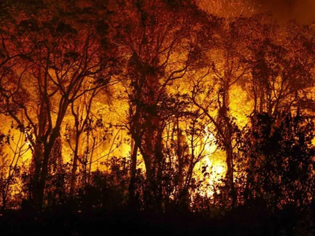 Caiado proíbe uso do fogo em vegetação no Estado por 120 dias