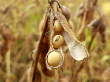 Produtores de Soja em Goiás Devem Cadastrar Lavouras Após Plantio