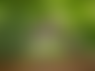 Goiânia registra mais de 4 mil casos de dengue só em janeiro