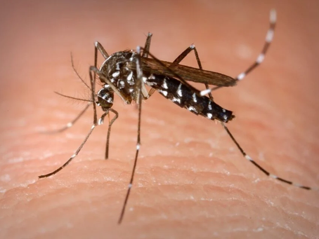 Chikungunya matou mais até agosto deste ano do que em todo 2023, alerta Fiocruz