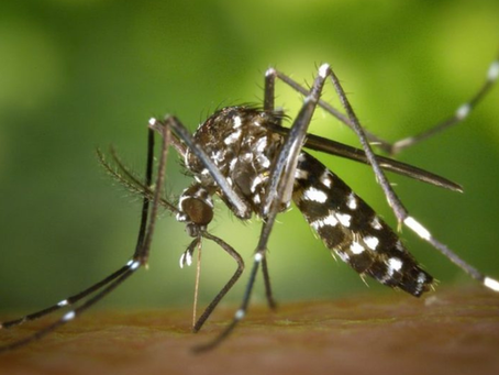 SES-GO confirma segunda morte por dengue na cidade de Anápolis em 2025