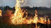 Semad convoca reunião extraordinária para tratar do risco de incêndios florestais em Goiás