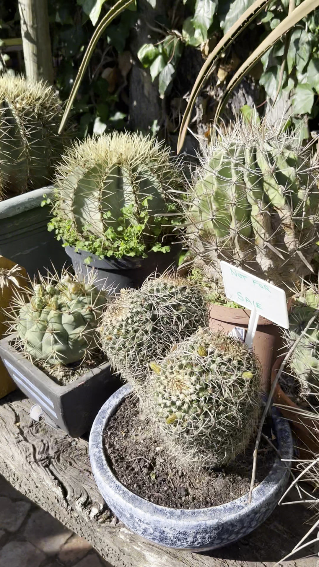 A small selection of Namib on video