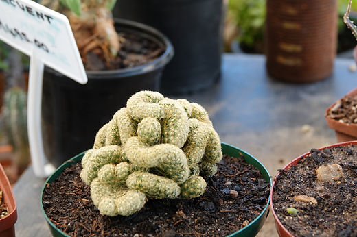 BRAIN CACTUS | Namib Garden cc