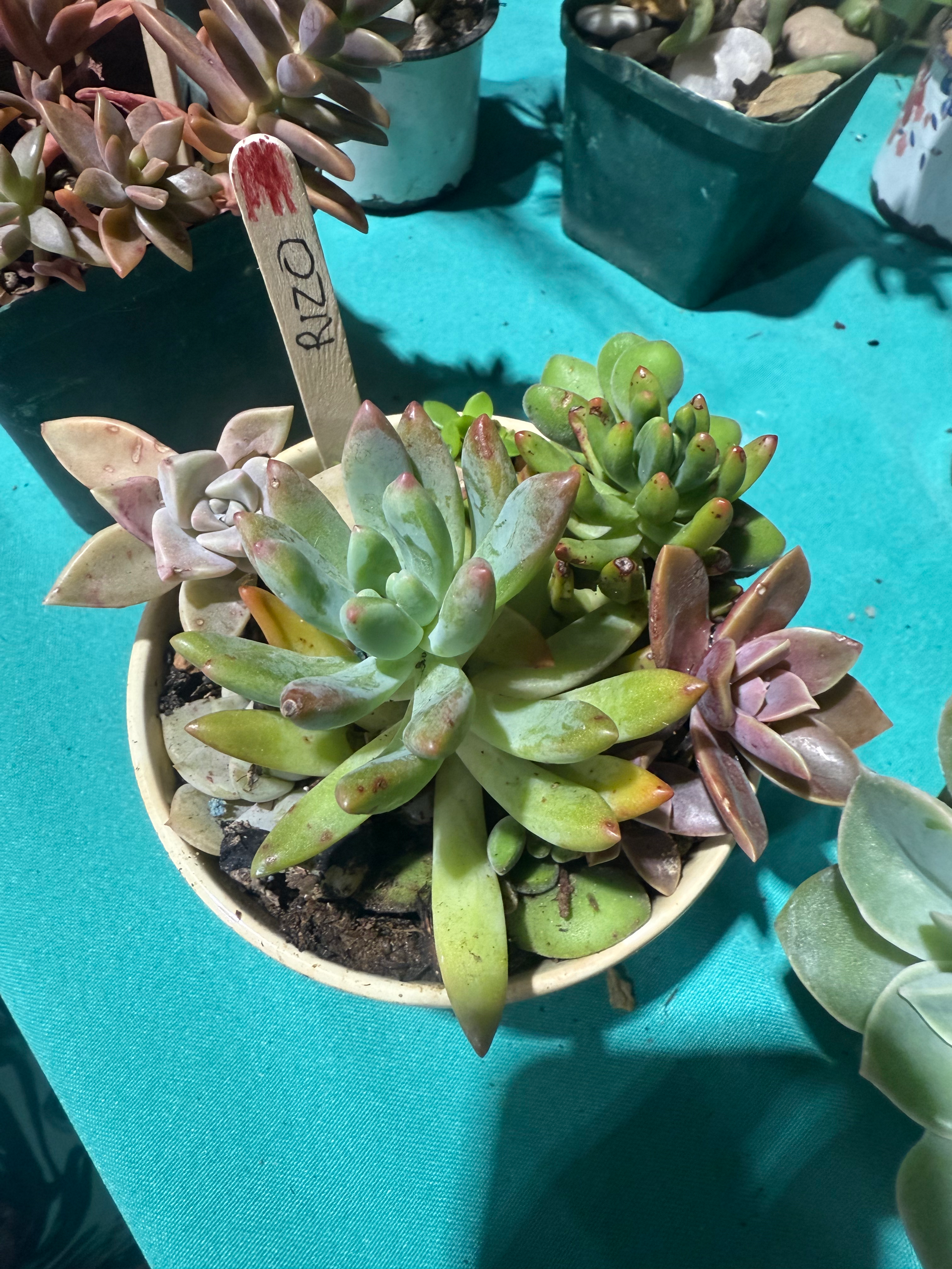 Huge variety of Succulents and plante gift pots at Namib
