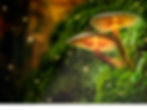 glowing-mushrooms-on-moss-and-fireflies-in-forest-at-dusk.jpg_s=1024x1024&w=is&k=20&c=EBQh