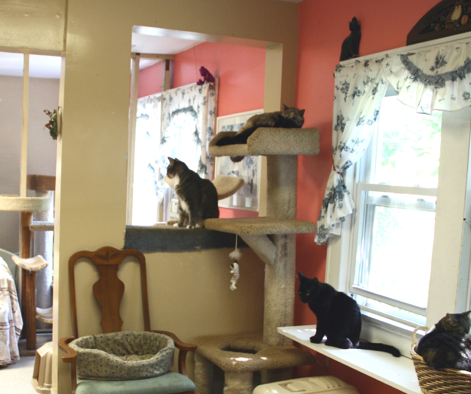 Snowball's Place cat retirement home Kent Animal Shelter