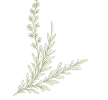 Our Story Leaf.png