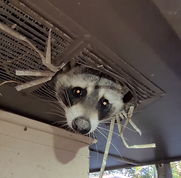 raccoon peeking through vent png