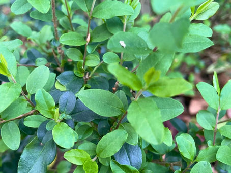 5 Common Invasive Plants in Upstate South Carolina