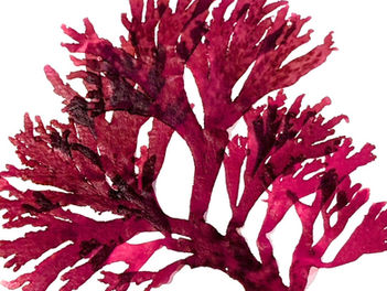 Photo of a bright pink pressed seaweed on a white background
