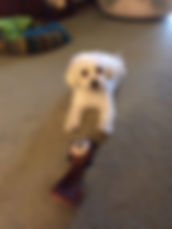 Ceasar