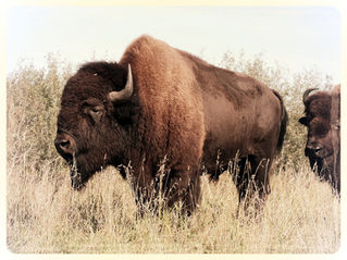 The Truth About Raising Bison