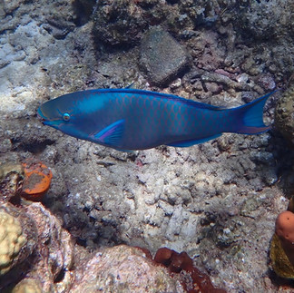 Parrot fish on coral reef