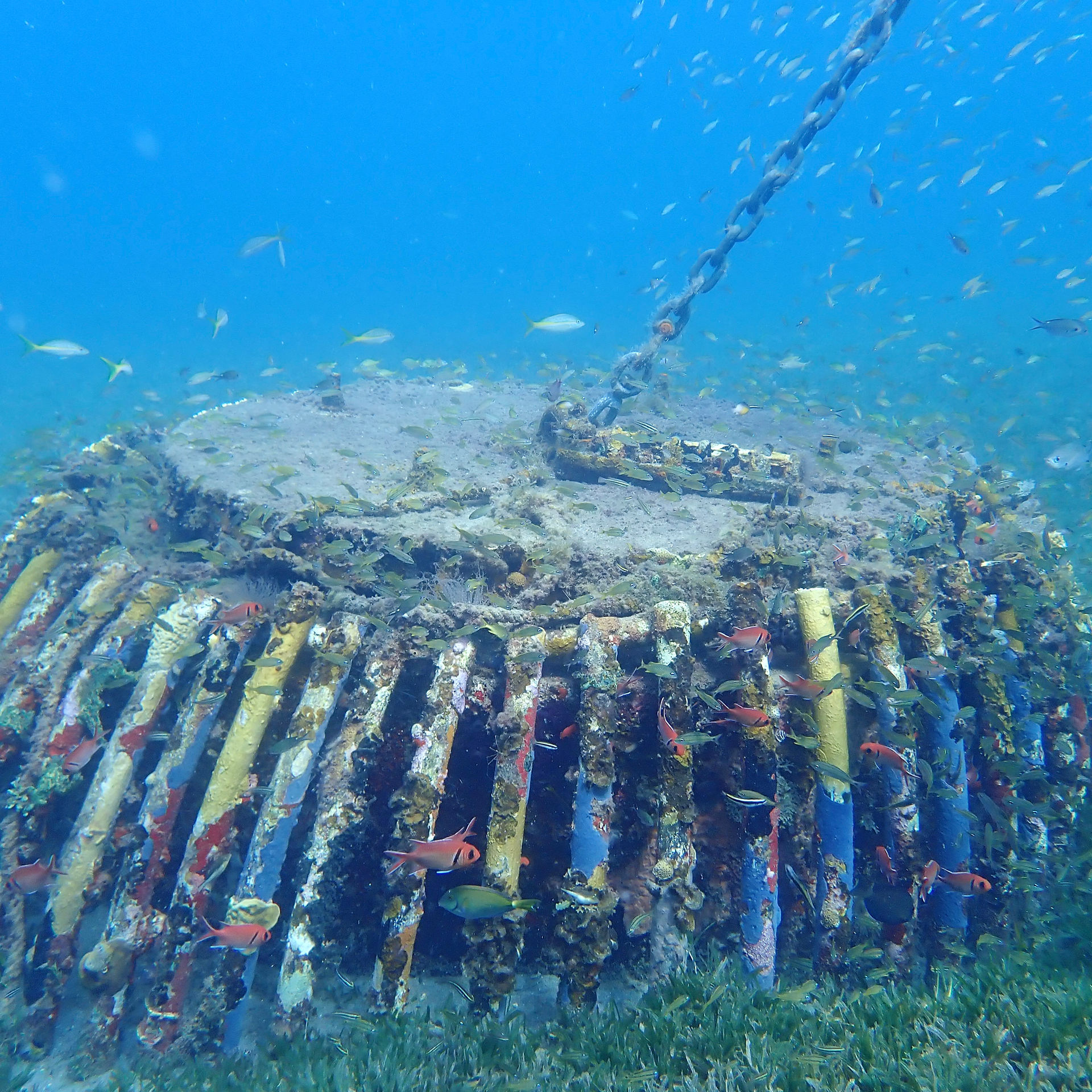 Mooring full of reef life