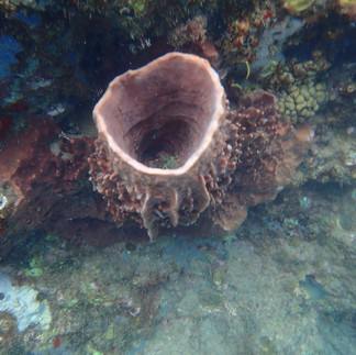 Coral reef formation
