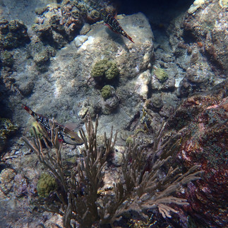 Coral reef with fish