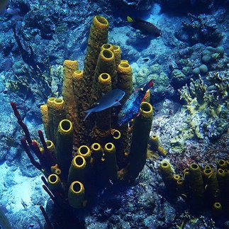 Corals at Coral at the Cousteau Reserve Marine Park in Guadeloupe at Pigeon Island