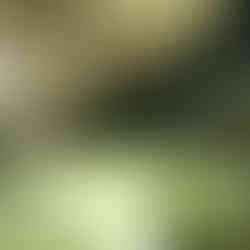 Spiney lobster hiding under a rock