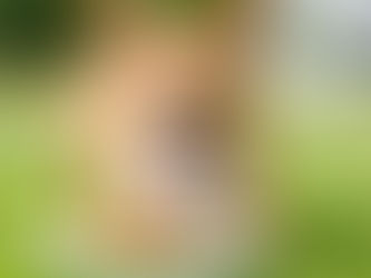 Unlocking the Secret to K9 Wellness: The Essential Guide to Building a Healthy Dog Routine