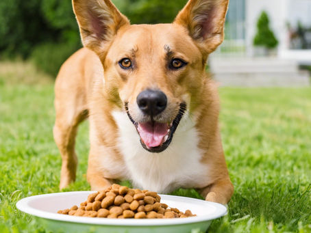 Unlocking the Secret to K9 Wellness: The Essential Guide to Building a Healthy Dog Routine