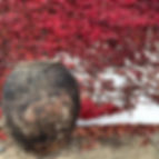 IMG_7761.jpeg