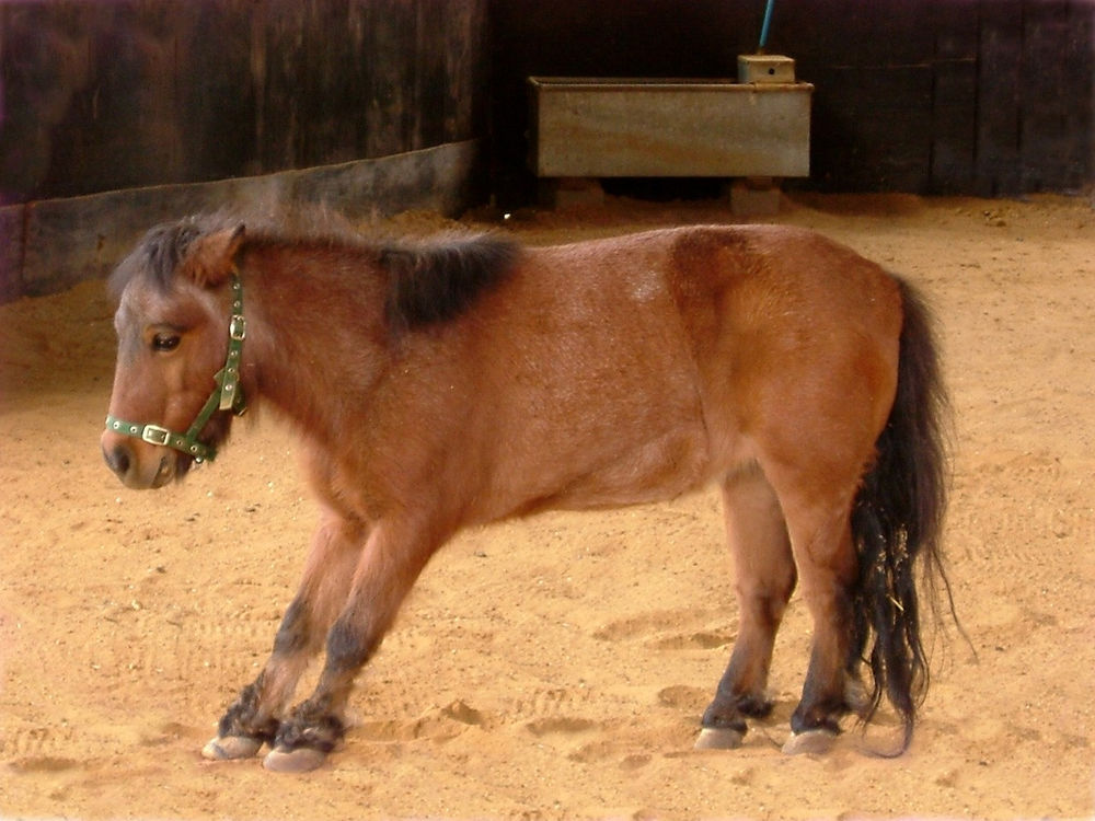 Laminitis What you need to know