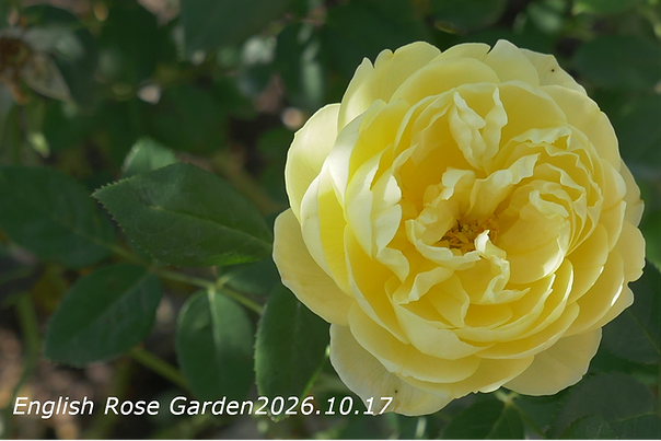 2026.10.17_Sennan_Rose.Web.png