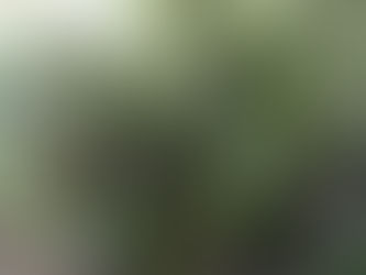 Žąsidė, Sena Obelis ir Bankso Rožė