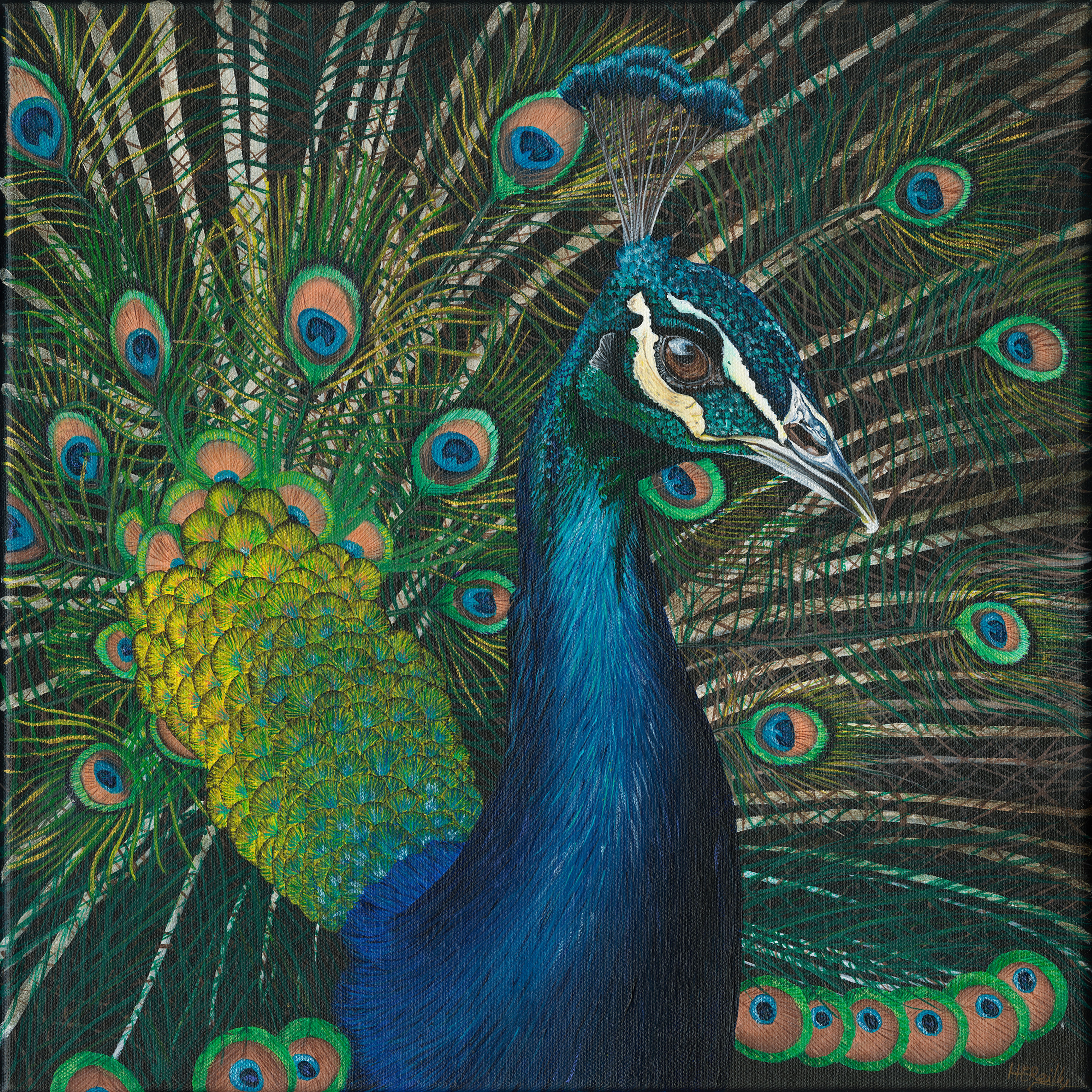 Peacock