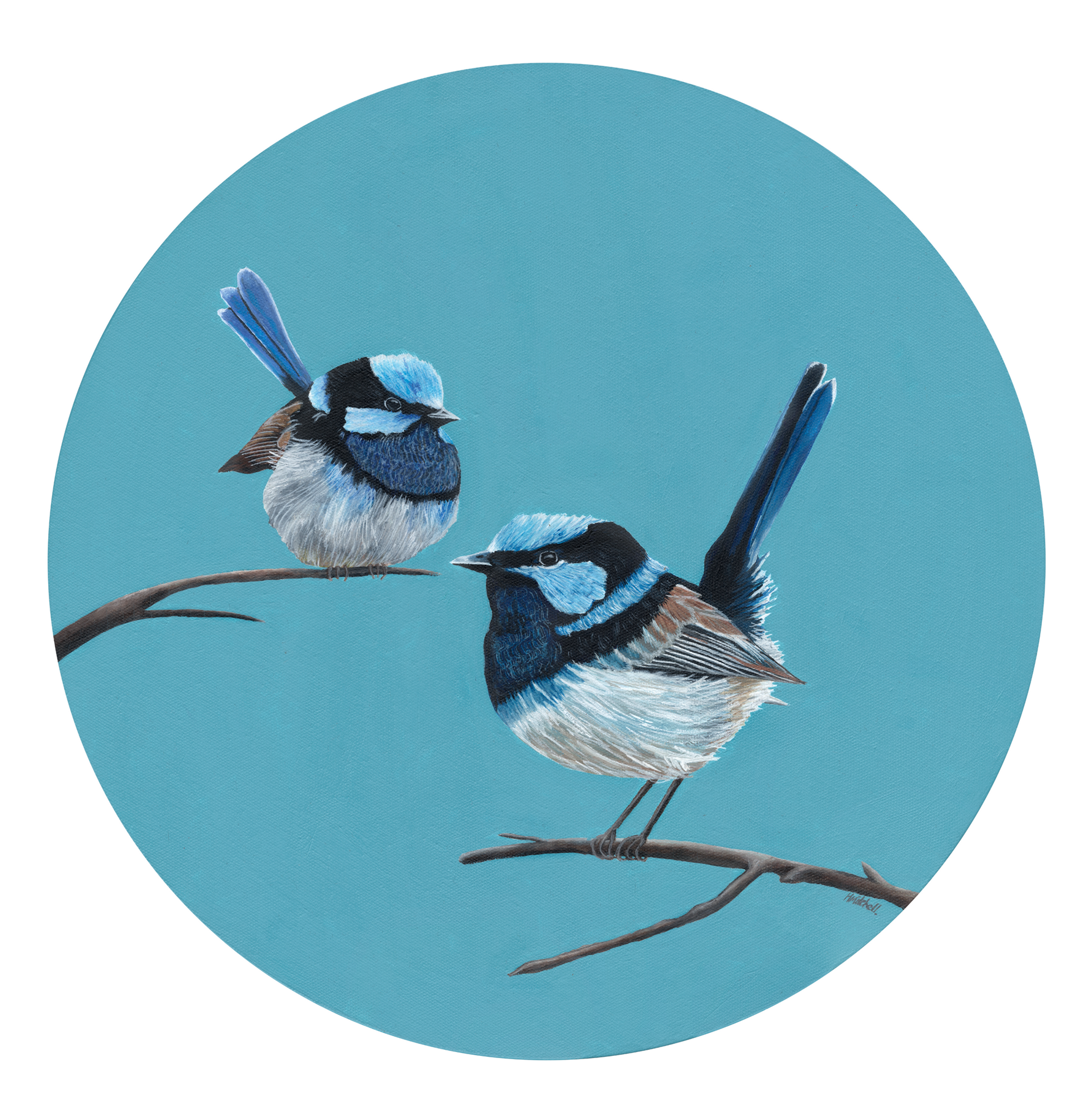 A3 Print Blue Wrens