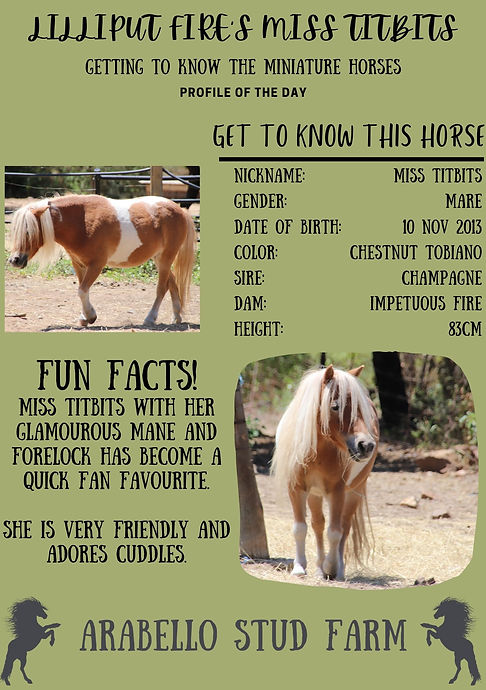 Miniature Horse - Miss Tidbits.jpg