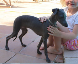 Puppy love