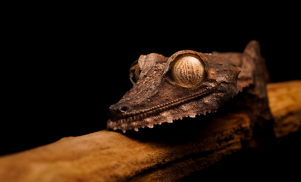 Jesús - Uroplatus Fimbriatus  Giant Leaf Tail Gecko - pet only